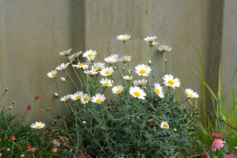 Dog daisies fence and daisies