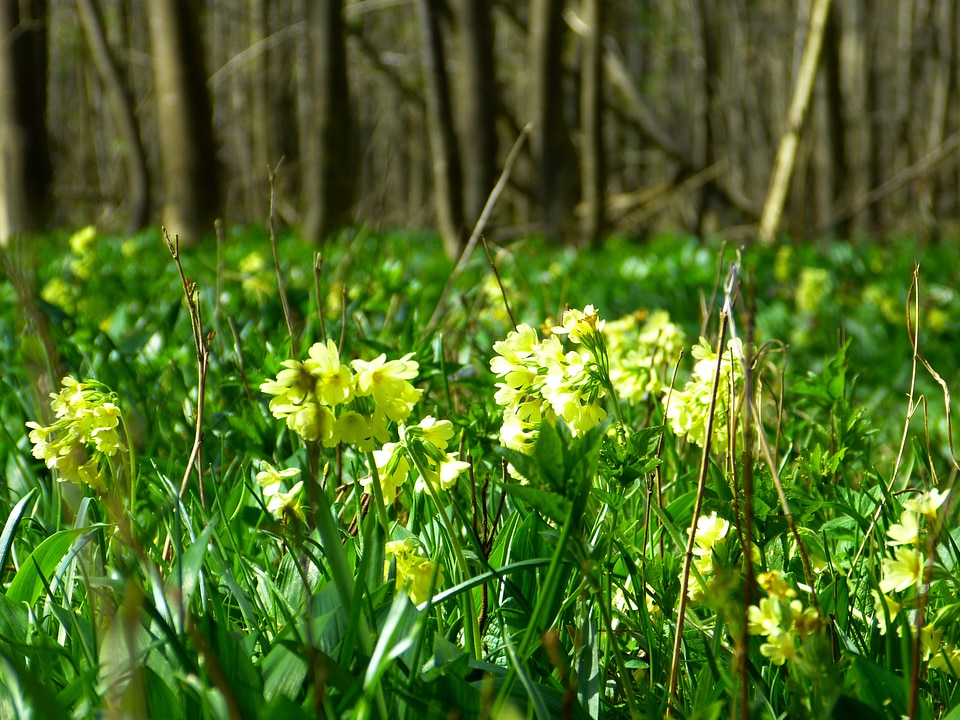 Primula vulgaris flower blossom