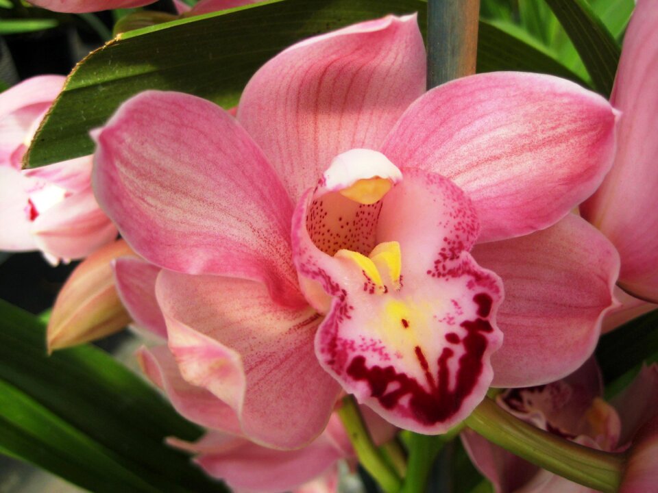 Pink blossom