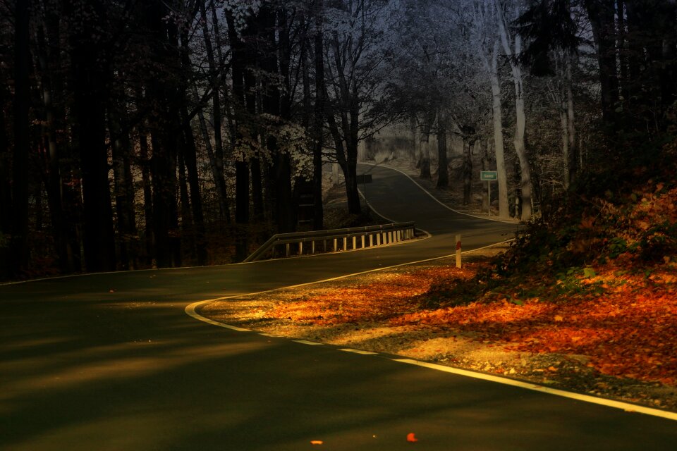Road mystery forest
