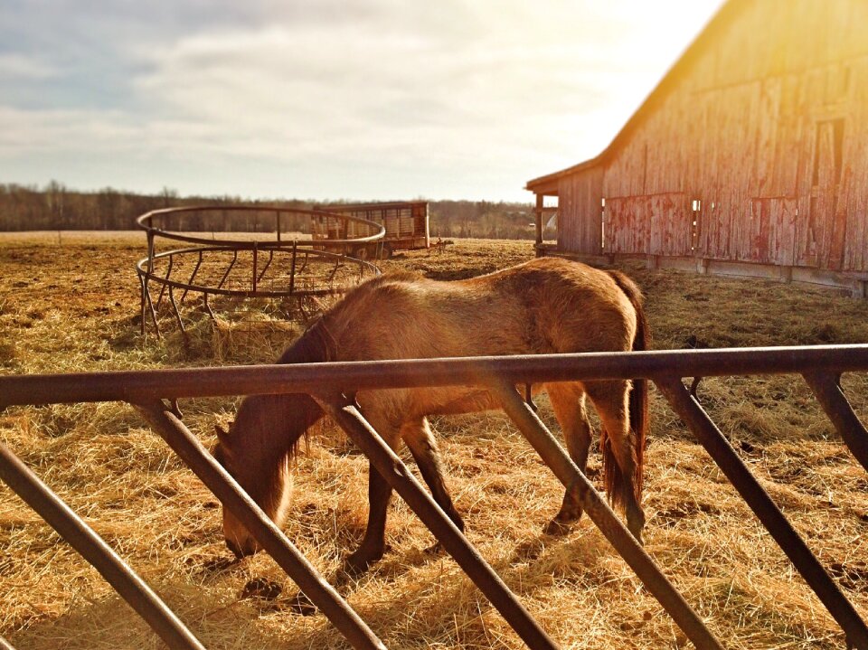 Rural ranch equine