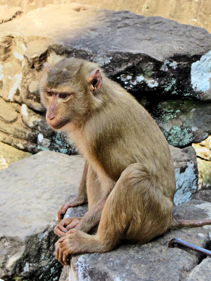 Macaque look wild