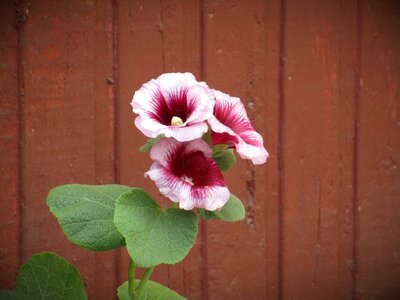 Pink flower bouquet of flowers flower garden