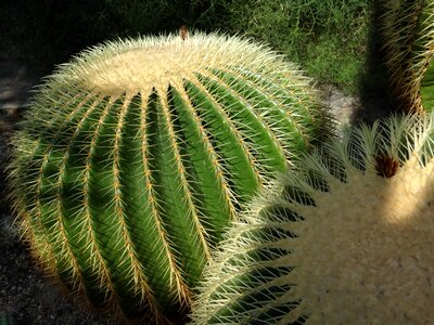 Cactus goldkugelkatus close up photo