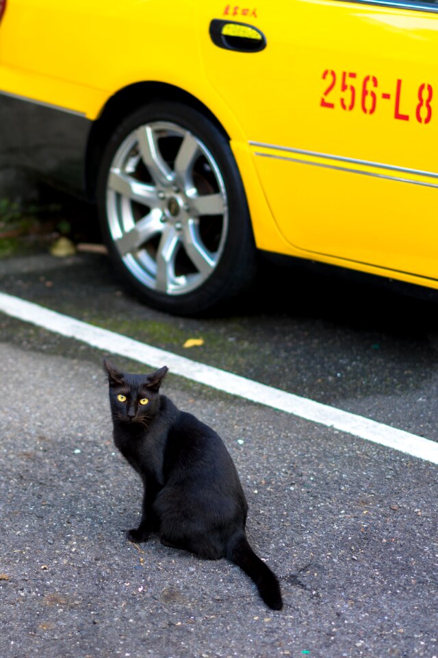 Rural black cat cat