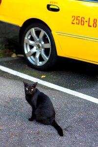 Rural black cat cat
