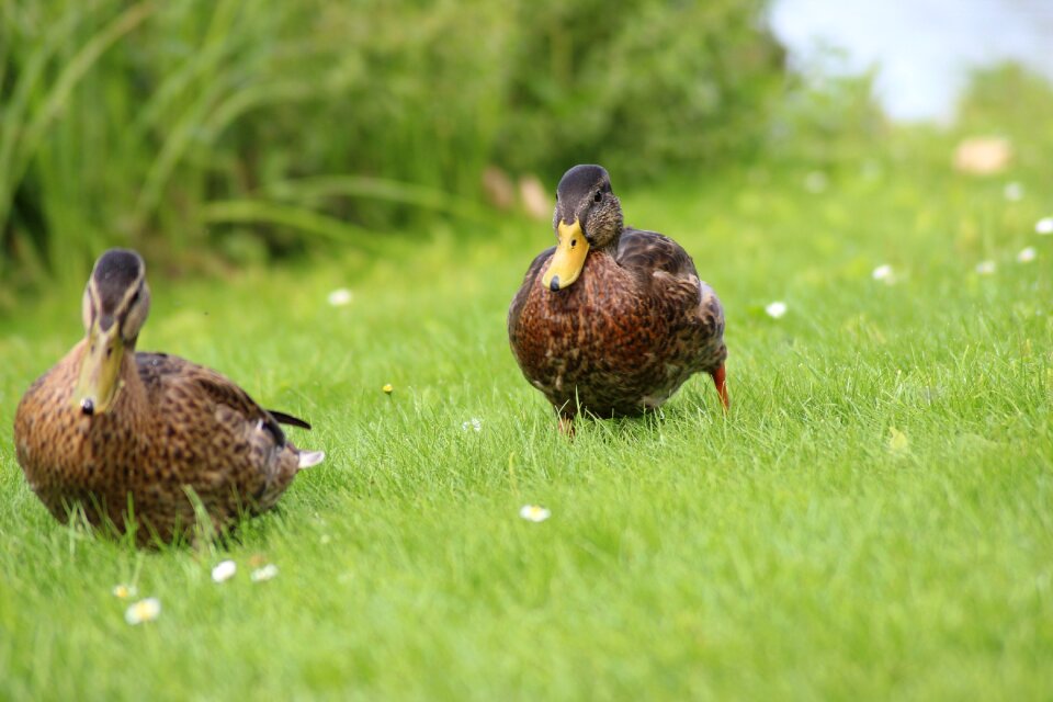 Spring nature duck on meadow