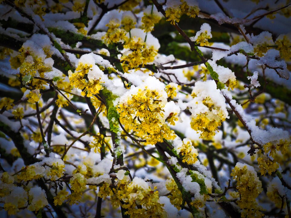 Blossom bloom nature
