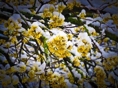 Blossom bloom nature photo