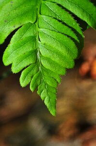 Green forest foliage