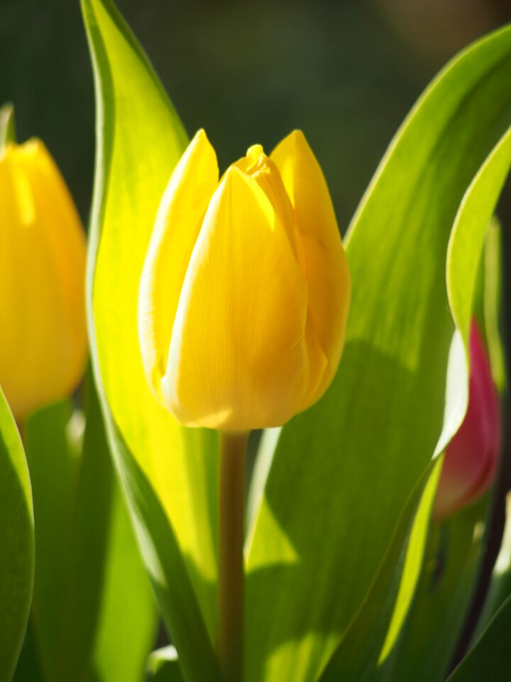 Green blossom bloom