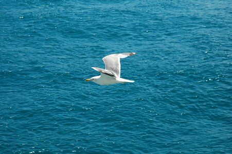 Marine seagull fly photo
