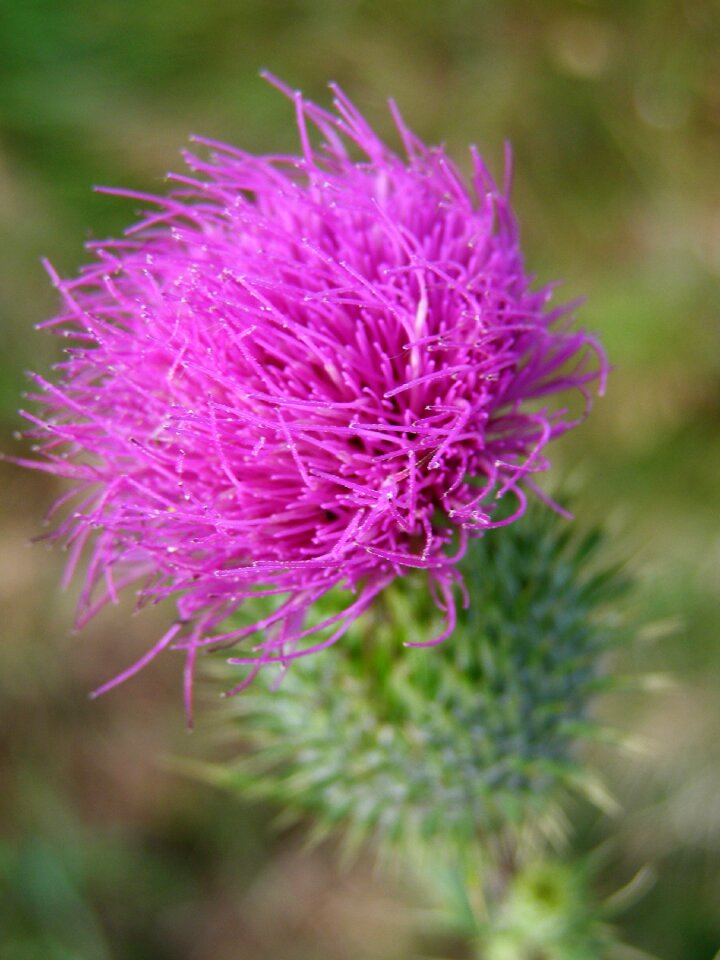 Wild plant cirsium nature
