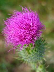 Wild plant cirsium nature