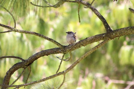 Green bird sparrow photo