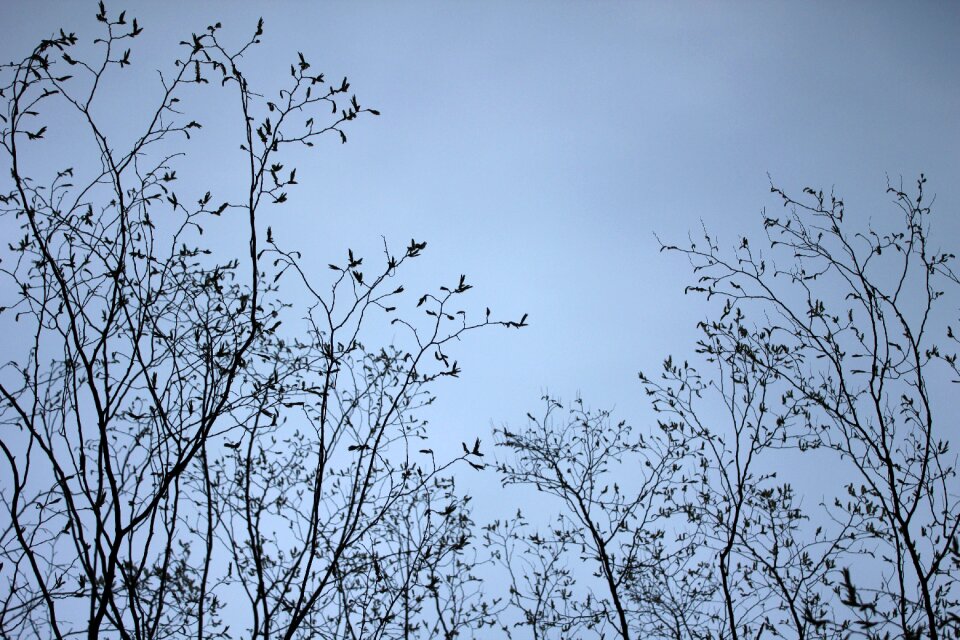 Trees heaven forest