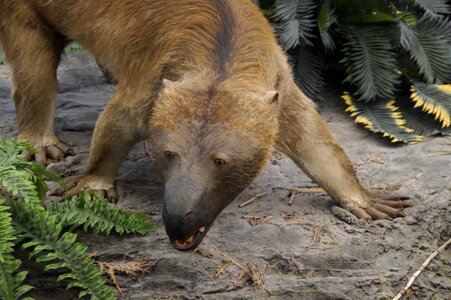 Predator aggressive museum