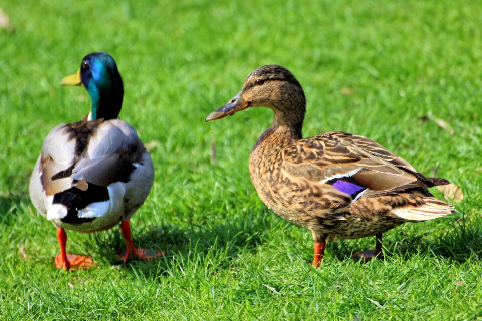 Meadow mallard nature