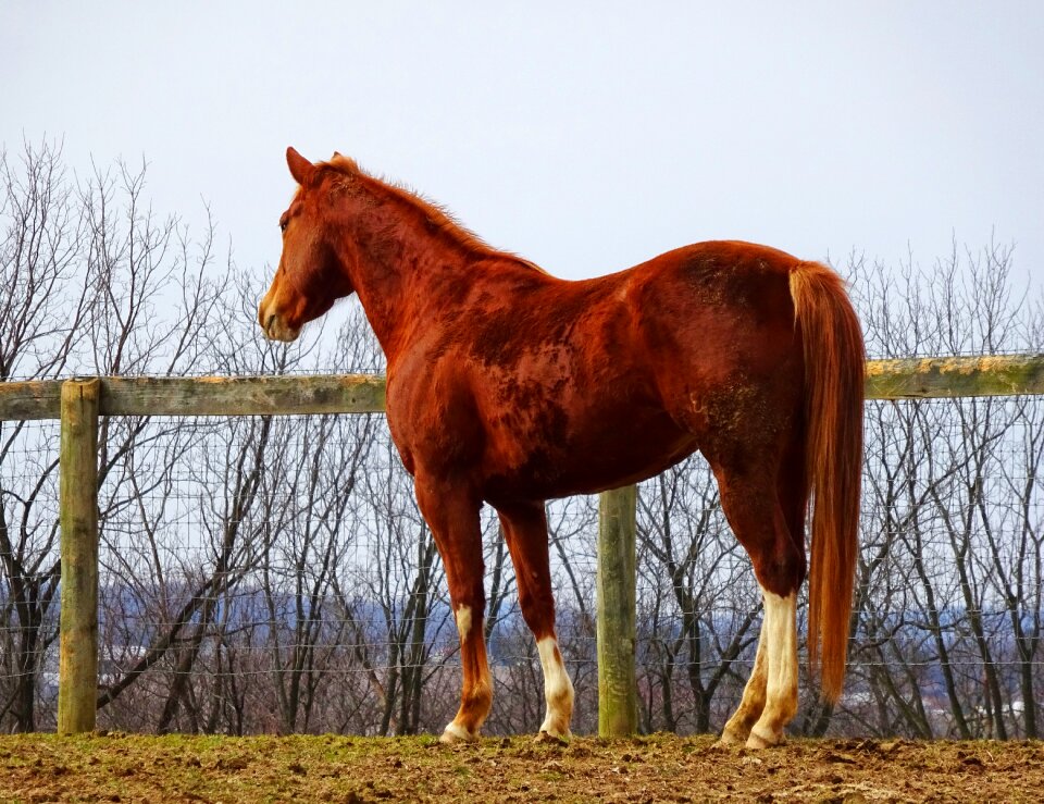 Thoroughbred race horse