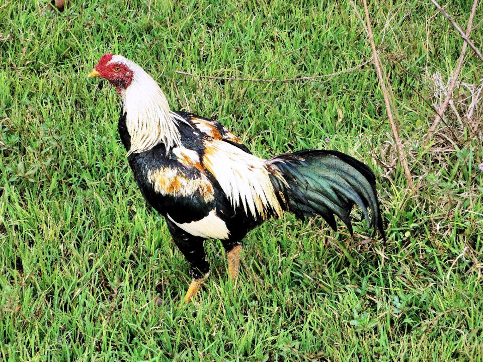 Pugnacious combat poultry