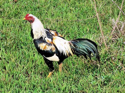 Pugnacious combat poultry