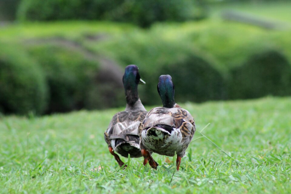 Bird nature waterfowl