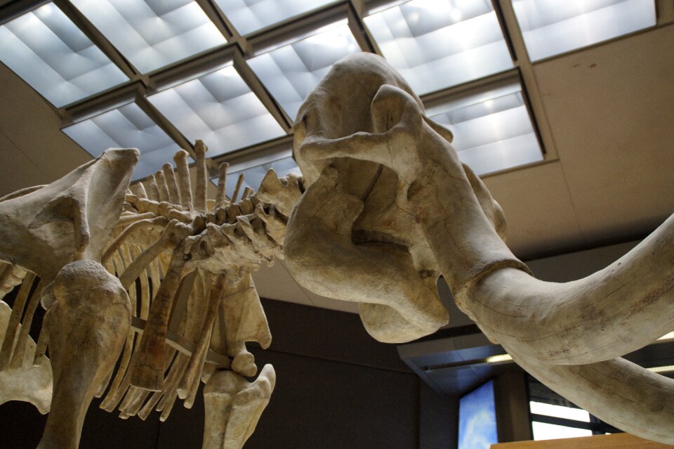 Exhibit mammal tusks