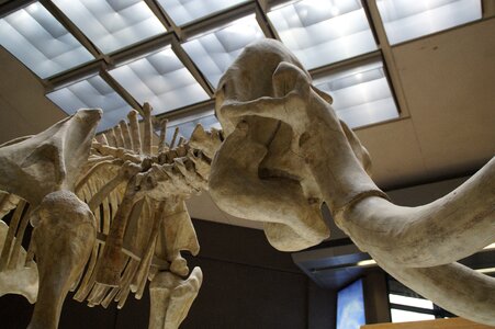 Exhibit mammal tusks