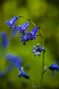 Nature spring bloom