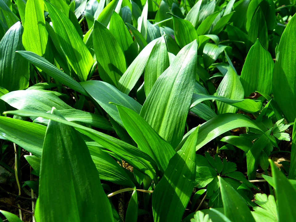 Wild garlic plant forest