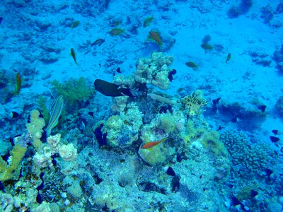 Red sea fish corals