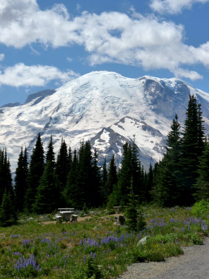 Landscape evergreen trees snowy top
