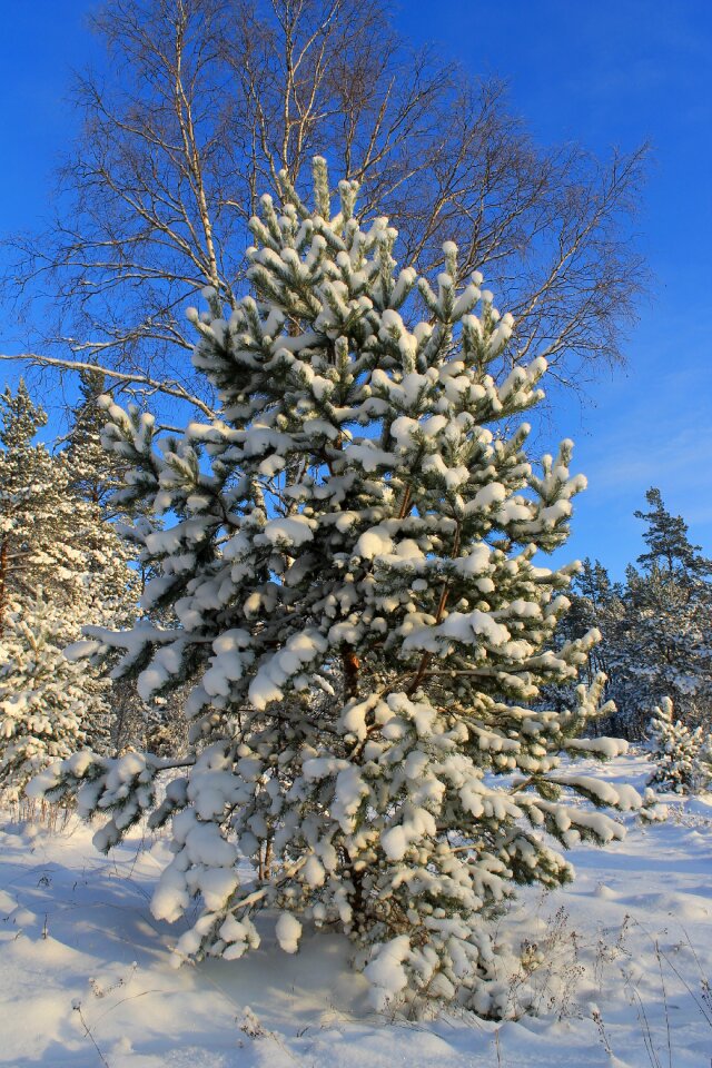Snow forest