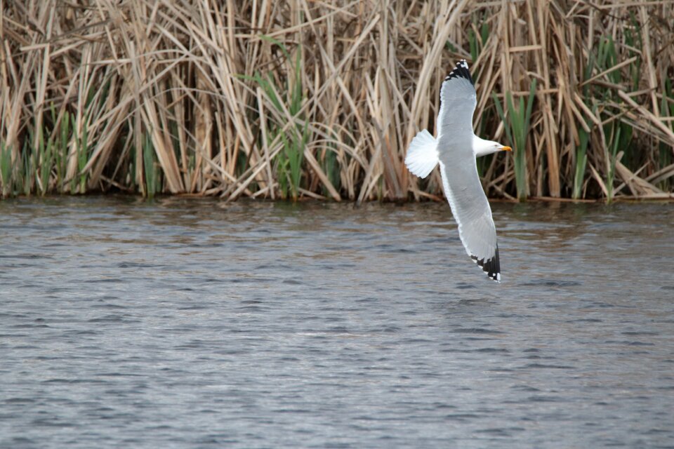 Nature spring birds
