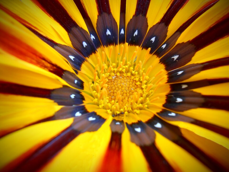 Macro nature stripes