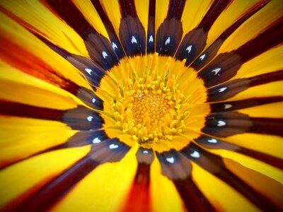Macro nature stripes
