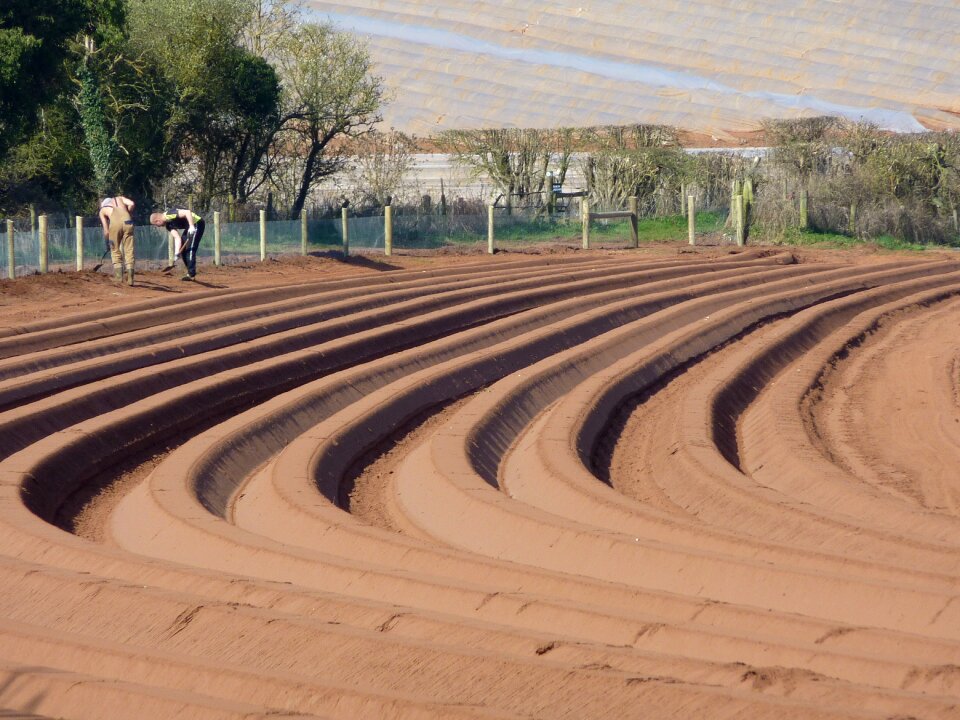 Planting agriculture