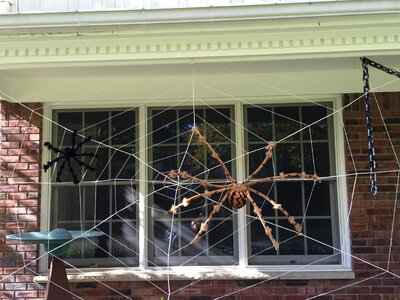 House exterior web spider photo