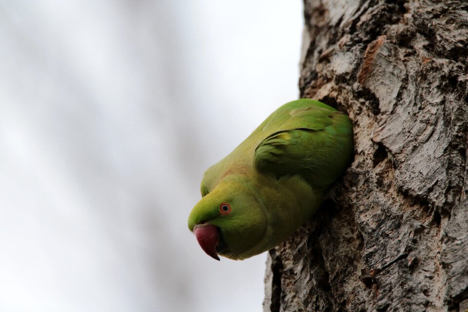 Nature forest animal