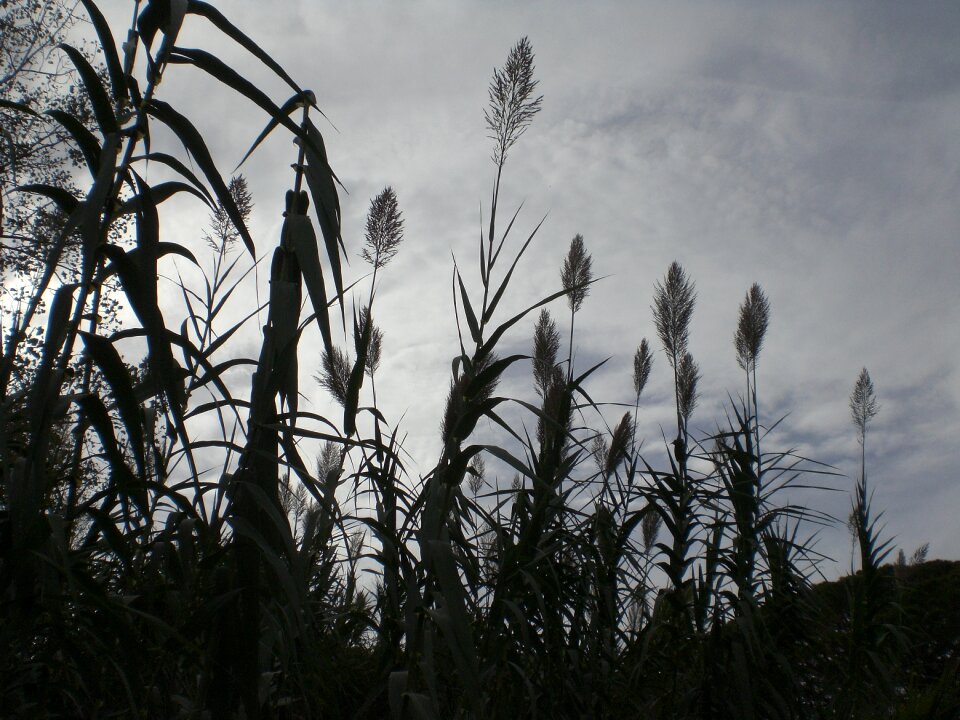 Halme gloomy monochrome