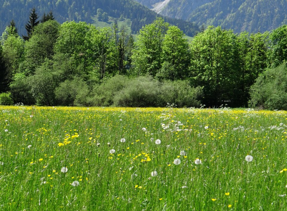 Grasses dandelion landscape