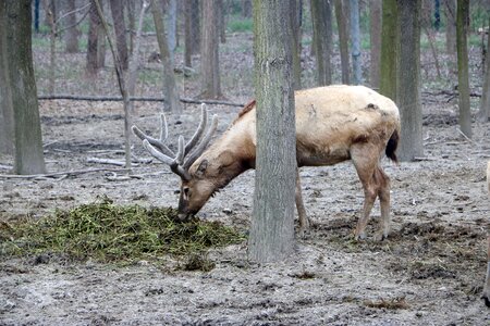 Animal national park fauna