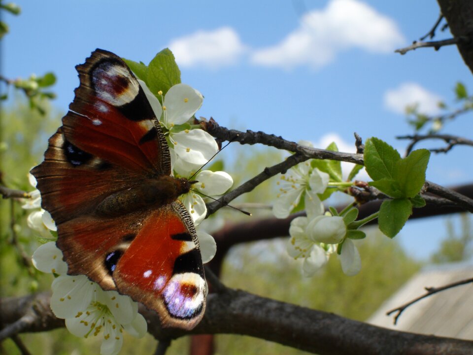 Butterfly spring nature
