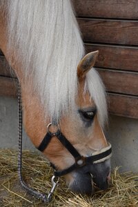 Eat horse head wildlife