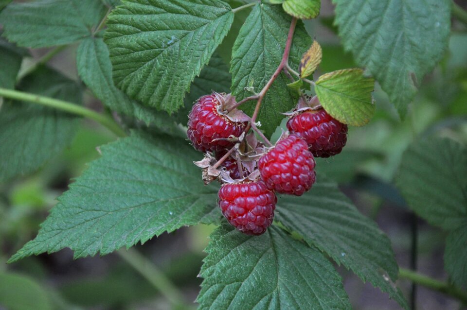 Summer vitamin berry