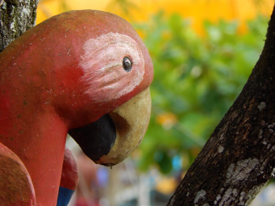 Bird tropical birds tropical bird