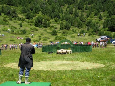 Show competition animal husbandry