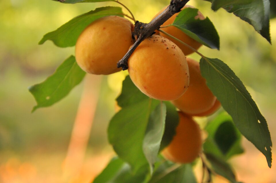Nature summer harvest