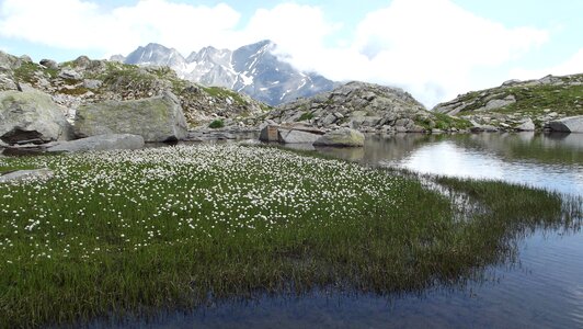 Grasses landscape alpine