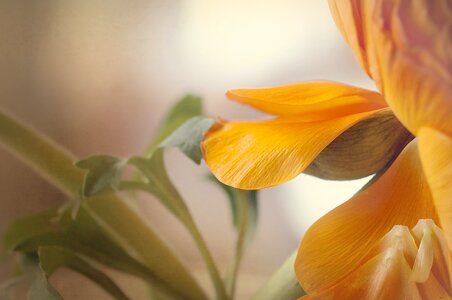 Petals orange tender